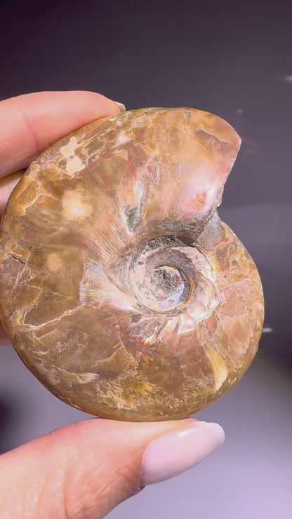 Irisierender Ammonit aus Madagaskar – Regenbogen-Fossil mit Magie