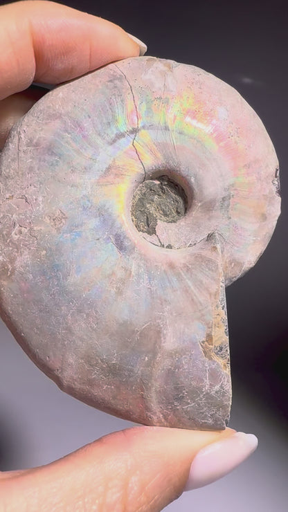 Opalisierter Ammonit – schillerndes Fossil aus der Urzeit