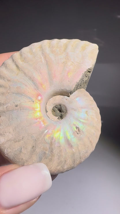 Opalisierter Ammonit – schillerndes Fossil aus der Urzeit