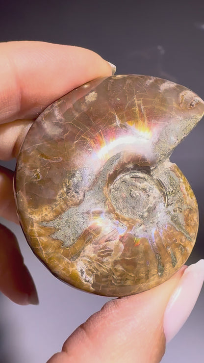 Irisierender Ammonit aus Madagaskar – Regenbogen-Fossil mit Magie