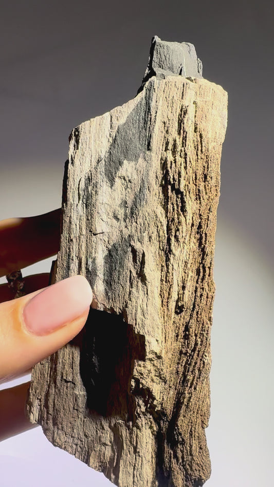 Versteinertes Holz 12.7 x 6 cm – Feenholz mit funkelnden Quarzkristallen