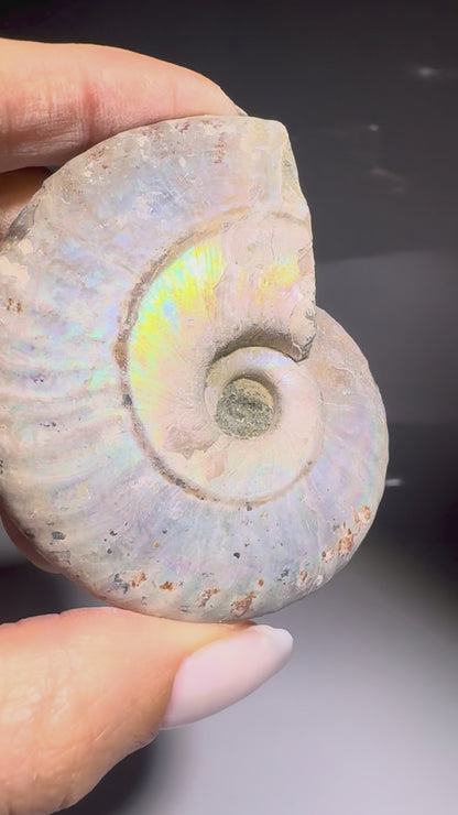 Opalisierter Ammonit – schillerndes Fossil aus der Urzeit
