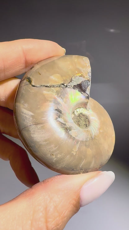 Irisierender Ammonit aus Madagaskar – Regenbogen-Fossil mit Magie