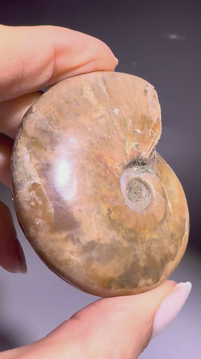 Irisierender Ammonit aus Madagaskar – Regenbogen-Fossil mit Magie