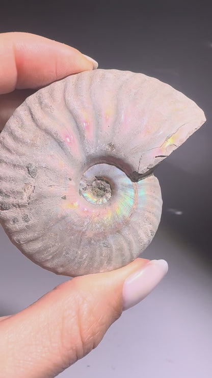 Opalisierter Ammonit – schillerndes Fossil aus der Urzeit