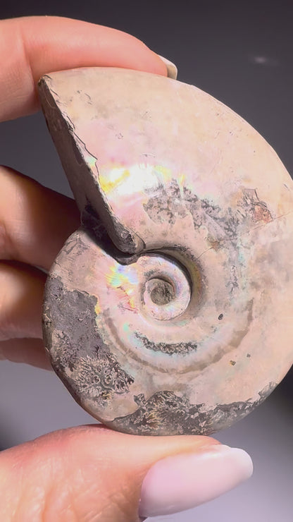 Irisierender Ammonit aus Madagaskar – Regenbogen-Fossil mit Magie