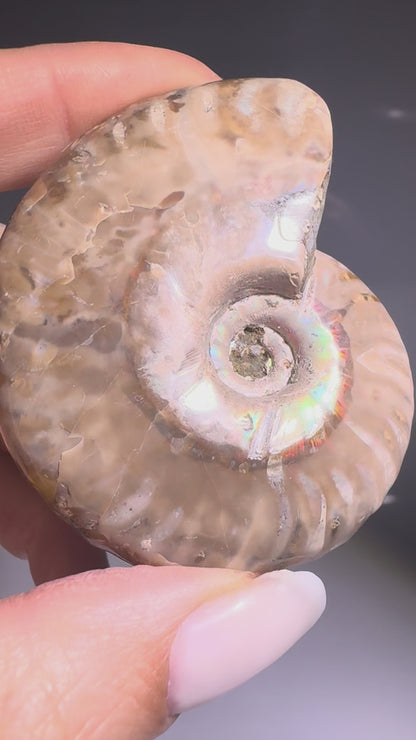 Irisierender Ammonit aus Madagaskar – Regenbogen-Fossil mit Magie