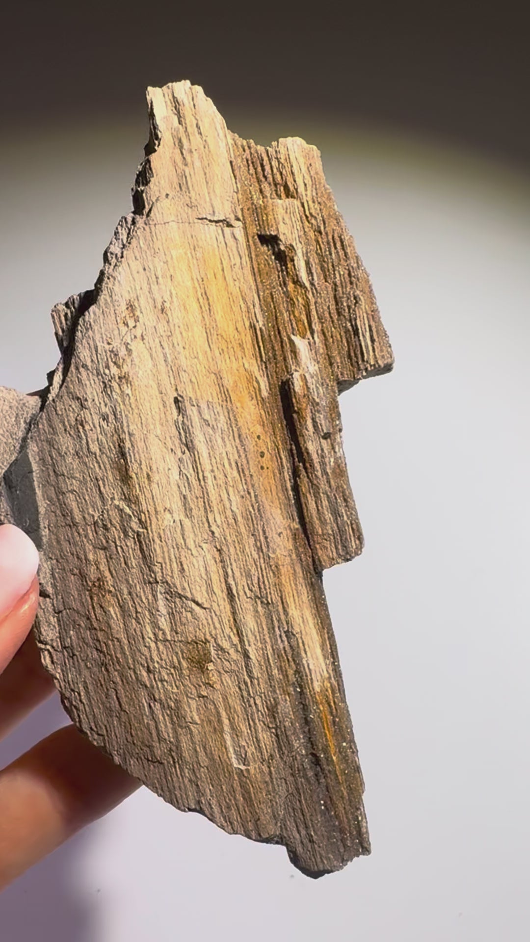 Funkelndes Feenholz 12 x 5,3 cm – Versteinertes Naturholz mit Quarzkristallen