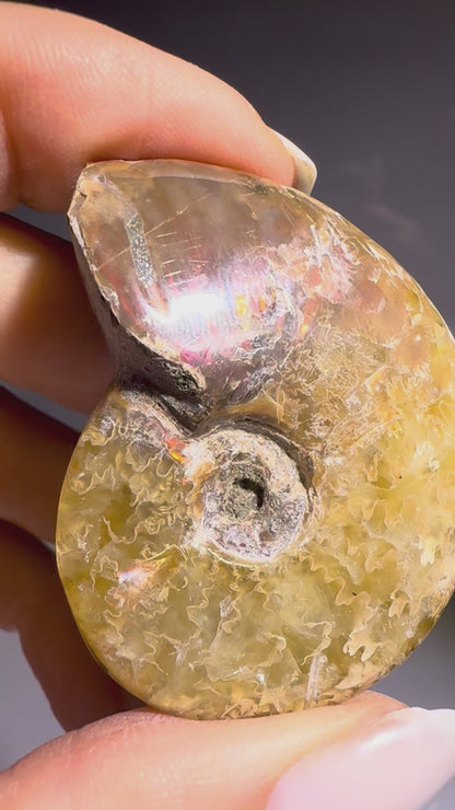 Irisierender Ammonit aus Madagaskar – Regenbogen-Fossil mit Magie