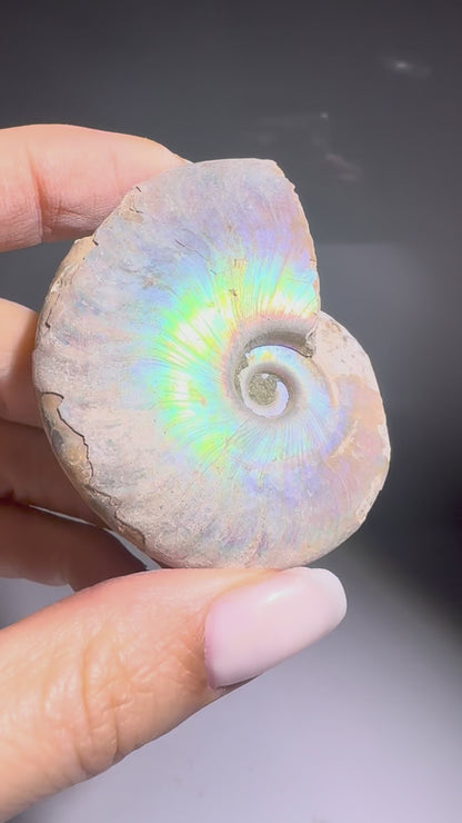 Opalisierter Ammonit – schillerndes Fossil aus der Urzeit