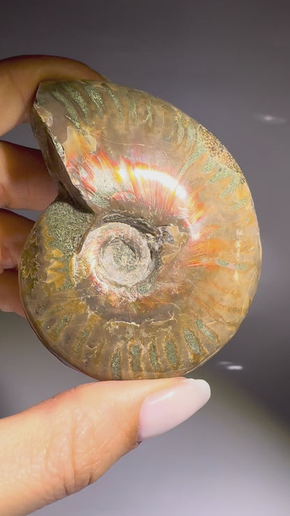 Irisierender Ammonit aus Madagaskar – Regenbogen-Fossil mit Magie